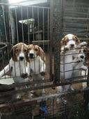 Estonian Hound Puppies: Characteristics, Care, and Hunting Training

The Estonian Hound, known for its exceptional hunting abilities and friendly demeanor, is a breed that captures the hearts of dog lovers and hunters alike. If you're considering bringing an Estonian Hound puppy into your home, understanding their characteristics, care requirements, and training methods is essential for ensuring a happy and fulfilling relationship. This article will provide you with insights into caring for these puppies, training them for hunting, and engaging them in exercise routines beneficial for their development.

Characteristics of Estonian Hound Puppies

Estonian Hound puppies are medium-sized dogs known for their athletic build, keen sense of smell, and incredible stamina. Here are some defining features of the breed:

Temperament: Estonian Hounds are friendly, social, and loyal. They are good with families and get along well with children. Their hunting instinct is strong, so they may have a tendency to chase after smaller animals.

Intelligence: This breed is intelligent and eager to please, making it relatively easy to train. However, they can also be independent-minded, which may require patience and consistency from their owner.

Appearance: They typically have a sleek coat that comes in various colors, such as black and tan, with a white belly and feet. Their expressive eyes and alert ears give them a charming appearance.

When selecting an Estonian Hound puppy, ensure you source them from reputable breeders who prioritize health and temperament. Regular vet check-ups and vaccinations are crucial to maintain your puppy's well-being.

Caring for Your Estonian Hound Puppy

Proper care for your Estonian Hound puppy includes the following facets:

Diet: A balanced diet is essential for a growing puppy. Choose high-quality dog food rich in protein, vitamins, and minerals appropriate for their age and size. Consult your veterinarian for dietary recommendations.

Grooming: Estonian Hounds have short coats that require minimal grooming. Regular brushing can help minimize shedding and keep their coat healthy. Also, ensure to check their ears and trim their nails regularly.

Socialization: Early socialization is vital for this breed. Expose your puppy to various environments, people, and other animals to build confidence and reduce anxiety in new situations.

Health Care: Schedule regular veterinary visits for vaccinations and check-ups. Be cautious about common health issues related to the breed, such as hip dysplasia or ear infections.

Training Your Estonian Hound for Hunting

Training an Estonian Hound puppy for hunting is a rewarding process that enhances both their natural instincts and strengthens your bond with them. Here are steps to successfully introduce your puppy to hunting:

1. Start Early

Introduce your puppy to hunting-related activities as early as possible, ideally during their critical socialization period (3 to 14 weeks). This could include exposure to the sights, sounds, and smells of the outdoors.

2. Basic Obedience Training

Before diving into hunting-specific training, ensure your puppy has mastered basic obedience commands like sit, stay, come, and heel. Use positive reinforcement techniques, such as treats and verbal praise, to encourage good behavior.

3. Introduce Natural Gameplay

Utilize their natural hunting instincts by playing games that mimic hunting activities. For example, toss a ball or a toy to encourage them to retrieve. This will help them develop their chase and retrieval skills while having fun.

Exercises for Training and Socialization

Engaging your puppy in various exercises is crucial for their physical and mental development. Here are some exercise ideas tailored for the Estonian Hound:

Leashed Walks: Take your puppy for daily walks on a leash. This not only provides them with physical exercise but also exposes them to new sights and sounds.

Fetch: Use a frisbee or a ball to play fetch. This encourages running, retrieving, and can also help reinforce the ‘come’ command.

Obstacle Courses: Set up a mini obstacle course in your backyard or at a park. Incorporate jumps, tunnels, and weaving through cones. This activity enhances agility and problem-solving skills.

Hiking: Take your puppy on outdoor adventures to experience nature and burn off energy. Ensure to keep your puppy on a leash until they learn to recall reliably.

Dummy Training: Introduce them to dummy retrieves, which will simulate hunting scenarios. Use a lightweight dummy, allowing them to practice their retrieving without pressure.

Conclusion

Estonian Hound puppies are a fantastic choice for both hunting enthusiasts and families looking for a loyal companion. By understanding their unique characteristics, providing proper care, and employing consistent training methods, you can foster a strong bond with your pup while honing their hunting skills. Remember, patience and positive reinforcement are key to a successful training journey. Enjoy the incredible experience of raising your Estonian Hound puppy, and cherish the adventures you’ll embark on together!
