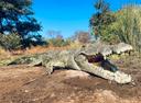 Crocodile Hunting in Zimbabwe & Mozambique: A Hunter's Guide

Forget the fluff and the tourist traps. If you're serious about crocodile hunting in Zimbabwe or Mozambique, you need the real deal. Here's what you need to know.

The Basics:

What We're Talking About: Nile crocodiles (Crocodylus niloticus) – apex predators, dangerous, and the reason you're reading this.

Why Zimbabwe & Mozambique? These countries offer some of the best regulated and sustainable crocodile hunting opportunities in Southern Africa. Populations are healthy, and hunting is carefully managed to ensure long-term conservation.

Hunting Methods: The Name of the Game

There's no single "right" way, but these are the most common and effective:

Spot and Stalk: This is classic hunting. You'll use a boat to patrol rivers and lakes, glassing the banks for basking crocs. Once you spot a suitable trophy, the stalk begins. Patience and stealth are key. You’ll get in position for a shot, often from the bank or a concealed position on the boat.

Night Hunting (with spotlights): Crocodiles' eyes reflect brightly in the dark, making them easier to spot. This method involves slowly moving along the water’s edge at night with powerful spotlights, searching for those telltale reflections. Shots are typically taken from the boat.

Baited Hooking (less common, but effective): Large, baited hooks are set along the shoreline. When a crocodile takes the bait, it’s a test of strength and skill to bring it in. This method often requires considerable patience and local knowledge.

Weaponry: Bringing the Right Tools

Rifles: A rifle chambered in .375 H&H or larger is recommended. Shot placement is critical. A well-placed shot to the brain or just behind the head is essential for a clean, ethical kill.

Shotguns: Large gauge shotguns (12 gauge or larger) loaded with slugs can be effective at close range, especially for dispatching a crocodile that has been hooked.

The Seasons: When to Go

Zimbabwe: The dry season (May to October) is generally the best time. Water levels are lower, concentrating crocodiles in smaller areas, and the vegetation is less dense, making them easier to spot.

Mozambique: Similar to Zimbabwe, the dry season (May to November) offers the best hunting conditions.

Prime Hunting Locations:

Zimbabwe:

Lake Kariba: A massive man-made lake teeming with wildlife, including large crocodiles.

Zambezi River: One of Africa's most iconic rivers, home to a significant crocodile population.

Private Concessions: Many private hunting areas offer exclusive access and well-managed crocodile populations.

Mozambique:

Zambezi Delta: A vast wetland area offering excellent crocodile hunting opportunities.

Lake Cahora Bassa: Another large lake with a healthy crocodile population.

** Coutada's:** These hunting blocks offer large areas to hunt, and some specialize in dangerous game.

The Cost:

Crocodile hunts are not cheap. Prices vary depending on the outfitter, the location, the duration of the hunt, and the size of the trophy. Expect to pay:

Trophy Fees: These can range from 3000 - 8,000+ depending on the size of the crocodile.

Daily Rates: These cover accommodation, meals, transportation, and the services of a professional hunter (PH). Expect to pay 
500-1,500+ per day.

Additional Costs: License fees, trophy preparation, and export permits will add to the overall cost.

The Trophy: What Happens Next?

Trophy Preparation: Your outfitter will arrange for the skinning and preparation of your trophy. This usually involves salting and drying the skin.

Export: Exporting a crocodile trophy requires permits from both the hunting country and your home country. Your outfitter will assist with the necessary paperwork, but be prepared for a lengthy process.

Taxidermy: You can choose to have your trophy mounted locally or shipped to a taxidermist in your home country.

Important Considerations:

Outfitter Selection: Choose a reputable outfitter with experience in crocodile hunting. Check references and ensure they have a proven track record.

Physical Fitness: Crocodile hunting can be physically demanding, especially if you're stalking on foot. Be prepared for long days in the heat and humidity.

Respect the Animal: While you're hunting, remember that these are apex predators. Respect their power and hunt ethically.

The Bottom Line:

Crocodile hunting in Zimbabwe and Mozambique offers a thrilling and challenging experience for the seasoned hunter. Do your research, choose your outfitter wisely, and be prepared for an adventure of a lifetime. This isn't a game for the faint of heart, but for those who are prepared, it's an experience you won't forget.

https://m.uh.app/news/driven-hunts-in-south-africa-a-hunters-guide-south-africas-diverse_6Vt6YPUrEe-eLTdL3BmiLA