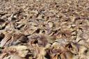 Checking illegal trade of marine life in Bangladesh: A long way to go

Although officials still believe that fishermen do not intentionally catch sharks and rays, conserv