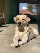 I just can't imagine my life without my beloved Luna by my side. She's not just a pet, she's a loyal companion, a cuddly furball that brings so much joy and love into my 