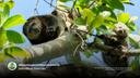 Bear Cuscus' are found on #Sulawesi #Indonesia they are vulnerable due to #palmoil #deforestation and #hunting. Support this beautiful animal with your weekly shop #Boycottpalmoil #Boycott4Wildlife