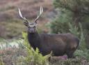 California offers a diverse range of hunting opportunities, from the majestic Sierra Nevada mountains to the sprawling Central Valley. Whether you're after deer, wild boa