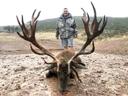 Jagd im Stein (Kanton Schaffhausen), Schweiz: Eigenschaften, Demografie, Besonderheiten, Wildarten, Jagdsaisons, Jagdvereine, Vorschriften und Traditionen

Landschaftliche Gegebenheiten für die Jagd

Der Bezirk Stein im Kanton Schaffhausen verfügt über eine vielfältige Landschaft, die sich hervorragend für die Jagd eignet. Die Gegend ist geprägt von sanften Hügelzügen, dichten Waldgebieten und ausgedehnten landwirtschaftlichen Nutzflächen. Diese abwechslungsreichen Lebensräume bieten einer Vielzahl von Wildtieren wie Hirschen, Rehen, Füchsen und Wildschweinen eine Heimat. Die Nähe zum Rhein und weiteren Gewässern schafft zudem Möglichkeiten für die Jagd auf Wassergeflügel. Die vielgestaltige Topografie stellt besondere Anforderungen an die Jäger, ermöglicht aber gleichzeitig ein facettenreiches Jagderlebnis. Die gute Erreichbarkeit durch die Nähe zu städtischen Gebieten und die gleichzeitig ruhige, ländliche Atmosphäre machen den Bezirk Stein zu einem attraktiven Jagdgebiet.

Die Jägerschaft im Bezirk Stein

Im Bezirk Stein gibt es eine aktive Jagdgemeinschaft, die etwa 200 Jägerinnen und Jäger umfasst. Diese sind in der Regel gut organisiert und bringen sich oft in lokale Naturschutzinitiativen ein. Die meisten sind Mitglieder in lokalen Jagdvereinen, welche regelmässige Zusammenkünfte und Weiterbildungen anbieten, um ethische Grundsätze und nachhaltige Jagdmethoden zu fördern. Die Jägerschaft setzt sich hauptsächlich aus Einheimischen zusammen, zieht aber auch Jäger aus anderen Regionen an, die die besondere Landschaft und den Wildreichtum schätzen.

Charakteristik der Jagdausübung in Stein

Die Jagd im Bezirk Stein erfordert eine gute körperliche Kondition sowie detaillierte Kenntnisse der lokalen Verhältnisse. Die dichten Wälder und das hügelige Terrain stellen hohe Ansprüche an die Jäger, die oft längere Fussmärsche unternehmen müssen, um Wild aufzuspüren und zu erlegen. Die Jagdausübung unterliegt strengen kantonalen Vorschriften, die darauf abzielen, die Wildtierpopulationen gesund und in einem natürlichen Gleichgewicht zu erhalten. Jäger müssen sich an klare Regeln halten, was die Einhaltung der festgelegten Jagd- und Schonzeiten sowie den verantwortungsvollen Umgang mit Jagdwaffen einschliesst. Die Jagdpraxis im Bezirk Stein ist für ihre Nachhaltigkeit und den respektvollen Umgang mit der Kreatur bekannt.

Bejagte Wildarten und Methoden

Schalenwildbejagung: Hauptsächlich werden Hirsche und Rehe bejagt, die in den Wäldern und auf den offenen Flächen weit verbreitet sind. Diese Jagdform verlangt Geduld, Ansprechkenntnisse und eine gute Orientierung im Gelände.
Schwarzwildbejagung: Wildschweine sind ebenfalls häufig anzutreffen und ihre Bejagung gilt als anspruchsvoll. Angepasste Jagdstrategien und geeignete Ausrüstung sind für die Jagd auf diese intelligenten und wehrhaften Tiere unerlässlich.
Niederwildbejagung: Füchse, Hasen und anderes Kleinwild werden oft mittels Fallenfang oder mit Schonzeitkalibern und Flinten bejagt. Präzision und eine gute Beobachtungsgabe sind hierfür entscheidend.
Federwildbejagung: Enten, Fasane und weiteres Flugwild können in den Feuchtgebieten entlang des Rheins sowie auf Agrarflächen bejagt werden. Dies erfordert spezifische Kenntnisse, oft auch den Einsatz von Jagdhunden.

Jagdzeiten und Schutzbestimmungen

Hauptjagdsaison: Die reguläre Jagdzeit für das meiste Schalenwild (Hirsche, Rehe) beginnt im September und endet im Dezember. Die Jagd auf Wildschweine ist unter Einhaltung von Schutzbestimmungen (z.B. für führende Bachen) oft ganzjährig möglich.
Schonzeiten: Ausserhalb der offiziellen Jagdzeiten, insbesondere von Januar bis August, gelten für viele Wildarten Schonzeiten, um den Schutz der Tiere während der Fortpflanzungs- und Aufzuchtphasen zu gewährleisten.
Spezielle Regelungen: Für bestimmte Arten, wie den Fuchs, können besondere Regelungen zur Bestandsregulierung und zum Schutz bestehen.

Jagdorganisationen und Partnerschaften im Bezirk Stein

Jagdverein Bezirk Stein: Als primärer Zusammenschluss der Jäger im Bezirk bietet der Verein Weiterbildungen, Workshops und regelmässige Treffen an. Er setzt sich aktiv für eine nachhaltige Jagd und den Wildtierschutz ein.
Lokale Jagdgesellschaften: Einzelne lokale Vereine können sich auf bestimmte Reviere oder Jagdarten spezialisieren und bieten ihren Mitgliedern Unterstützung. Sie kooperieren eng mit den kantonalen Behörden bei der Jagdregulierung und -überwachung.
Kooperation mit Naturschutz: Es besteht oft eine Zusammenarbeit zwischen der Jägerschaft und Naturschutzorganisationen, um gemeinsam nachhaltige Praktiken zu fördern und die lokale Biodiversität zu erhalten.

Vorschriften der Jagd im Bezirk Stein

Jagdberechtigung: Zur Jagdausübung ist ein gültiger Jagdpass erforderlich, der von den kantonalen Behörden nach bestandener Prüfung ausgestellt wird. Der Jagdpass ist an Bedingungen wie Weiterbildung und die Einhaltung der Vorschriften gebunden.
Waffennutzung: Der Gebrauch von Jagdwaffen ist klar geregelt. Jäger müssen sicherstellen, dass ihre Ausrüstung den gesetzlichen Anforderungen genügt und tierschutzkonform sowie sicher eingesetzt wird.
Jagdverbote und Einschränkungen: Die Jagd in Schutzgebieten sowie in unmittelbarer Nähe von Siedlungsgebieten ist untersagt. Definierte Sicherheitsabstände zu Strassen und Wegen sind einzuhalten.
Erfolgsmeldung: Erlegtes Wild muss den zuständigen Behörden gemeldet werden. Diese Daten sind essenziell für das Monitoring der Wildbestände und die Planung zukünftiger Abschüsse.