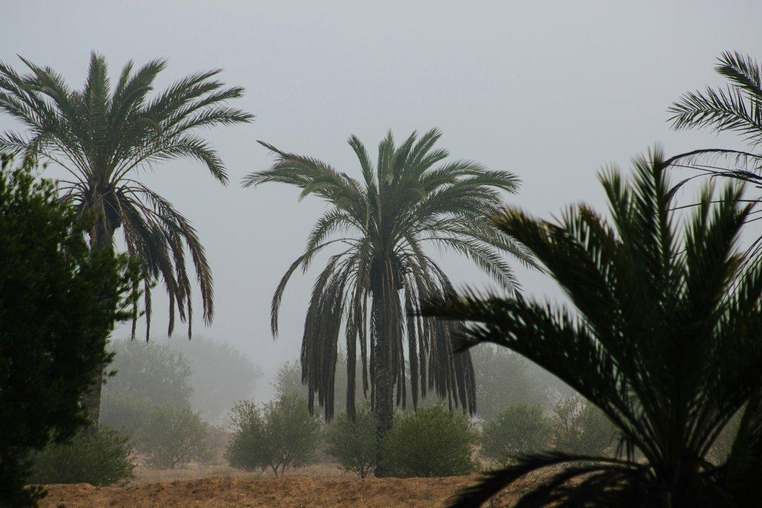 Hunting Frontiers of KASSERINE: Demographics and Hunting Culture in the Region, Laws and Legislation of Tunisia