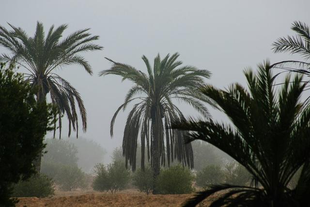 <strong>Hunting</strong> Frontiers of KASSERINE: Demographics and <strong>Hunting</strong> Culture in the Region, Laws and Legislation of Tunisia