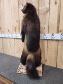 NICE Big Wolverine in today for the Premier Taxidermy  & art sale at the fall auction in Maquoketa Iowa