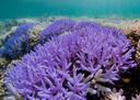 Dolphin poo plays 'significant role’ in helping coral reefs survive, says new study.

Spinner dolphins, famous for their acrobatic marina displays, have some very special