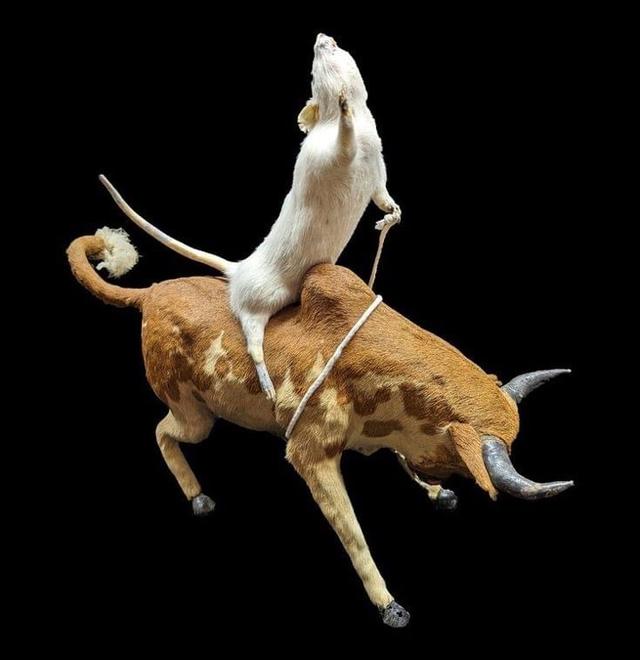 Bull Riding Rat Taxidermy