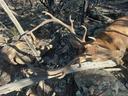This is a moment to remember. Today, I shot this amazing buck in the wilderness, and its antlers showed its strength. The hunt was challenging, but that's part of the adv