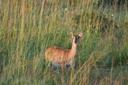 Hunting in Eastern Zambia: The Ultimate Safari Experience in Africa's Wild Heart, Official Hunting Seasons, Interesting Facts About Hunting

Geography and Natural Landsca