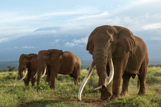 Big Game Safaris in Nwoya Uganda: Seasonal Movements and Traditional Tracking Methods