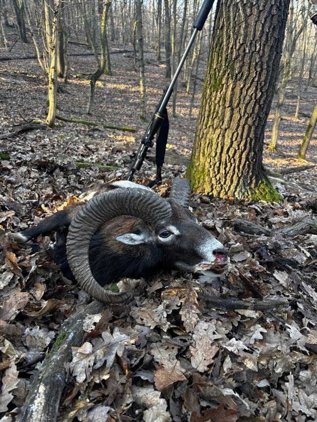 An unforgettable day in the Hungarian hills — proud to have taken a stunning trophy mouflon on this trip.