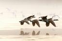  La chasse en ZONE DE MIGRATION au Canada: Caractéristiques géographiques, espèces locales et stratégies de chasse

La chasse en zone de migration au Canada est une expérience unique, mêlant paysages grandioses, biodiversité riche et traditions ancestrales. Ces régions, situées le long des couloirs de migration des oiseaux et autres animaux, offrent des opportunités de chasse exceptionnelles. Cet article explore les caractéristiques géographiques, les types de chasse, les animaux ciblés, les saisons, les associations de chasseurs, la législation et les traditions locales.

Caractéristiques géographiques et naturelles de la région

Le Canada, avec ses vastes étendues sauvages, abrite plusieurs zones de migration clés, notamment les Prairies canadiennes, les régions boréales et les zones côtières. Ces régions sont caractérisées par des paysages variés : marais, forêts, lacs et plaines ouvertes. Ces écosystèmes diversifiés attirent des millions d'oiseaux migrateurs chaque année, notamment des canards, des oies et des bécasses, ainsi que des mammifères comme le cerf de Virginie et l'orignal. Les zones humides, comme celles du Manitoba et de la Saskatchewan, sont particulièrement prisées des chasseurs pour leur concentration élevée d'oiseaux aquatiques. Les forêts boréales, quant à elles, offrent des opportunités pour la chasse au gros gibier.

Chasseurs et démographie de la région

Le Canada compte environ 2,3 millions de chasseurs actifs, selon les dernières données de Statistique Canada. Les provinces des Prairies (Alberta, Saskatchewan, Manitoba) et l'Ontario sont parmi les plus populaires pour la chasse en zone de migration. Ces régions attirent non seulement des chasseurs locaux, mais aussi des passionnés internationaux, notamment des États-Unis et d'Europe.

Types de chasse dans la région

Chasse à la sauvagine : La chasse aux canards et aux oies est la plus répandue dans les zones humides et les champs agricoles.
Chasse au gros gibier : L'orignal, le cerf de Virginie et l'ours noir sont chassés dans les forêts boréales et les zones montagneuses.
Chasse à l'affût : Pratiquée près des plans d'eau ou dans les zones boisées, elle est idéale pour les chasseurs patient.
Chasse à l'appel : Utilisée principalement pour attirer les oiseaux migrateurs.

Animaux chassés dans la région

Oiseaux migrateurs : Canards colverts, sarcelles, oies des neiges, bernaches du Canada.
Gros gibier : Orignal, cerf de Virginie, caribou, ours noir.
Petit gibier : Lièvres, gélinottes, tétras.

Saisons de chasse dans la région

Les saisons de chasse varient selon les provinces et les espèces. Par exemple :
Chasse à la sauvagine : Généralement de septembre à décembre.
Chasse au gros gibier : De septembre à novembre pour l'orignal et le cerf.
Chasse au petit gibier : Souvent ouverte de l'automne au début de l'hiver.

Associations et clubs de chasseurs dans la région

Plusieurs associations soutiennent les chasseurs et préservent les traditions de chasse au Canada :
Fédération canadienne de la faune (FCF) : Promouvoit la conservation et la chasse durable.
Delta Waterfowl : Se concentre sur la protection des habitats de la sauvagine.
Club des chasseurs de l'Ontario : Organise des événements et défend les droits des chasseurs.
Ces organisations offrent des ressources, des formations et des événements pour les chasseurs de tous niveaux.

Législation de la chasse dans la région

La chasse au Canada est strictement réglementée pour assurer la durabilité des populations animales. Les chasseurs doivent :
Obtenir un permis de chasse valide.
Respecter les quotas et les limites de prises.
Utiliser des équipements conformes aux normes provinciales.
Suivre les règles de sécurité, notamment le port de vêtements orange lors de la chasse au gros gibier.
Les provinces ont leurs propres lois, il est donc crucial de se renseigner avant de partir.

Traditions de la région du point de vue de la chasse

La chasse fait partie intégrante de la culture canadienne, en particulier dans les communautés rurales et autochtones. Les Premières Nations pratiquent la chasse de subsistance depuis des millénaires, en respectant des principes de durabilité. Aujourd'hui, de nombreux chasseurs perpétuent ces traditions en partageant leurs prises avec leur communauté et en participant à des festivals locaux, comme le Festival de la chasse et de la pêche au Québec.

Faits intéressants sur la chasse dans la région

Record de migration : Le Canada accueille plus de 450 espèces d'oiseaux migrateurs chaque année.
Économie locale : La chasse génère des milliards de dollars annuellement, soutenant les économies rurales.
Conservation : Les chasseurs jouent un rôle clé dans la préservation des habitats grâce aux taxes sur les permis et aux initiatives de restauration.
Technologie moderne : Les appeaux électroniques et les drones sont de plus en plus utilisés, bien que réglementés.

La chasse en zone de migration au Canada est une activité riche en histoire, en défis et en récompenses. Que vous soyez un chasseur expérimenté ou un débutant, ces régions offrent des expériences inoubliables dans un cadre naturel préservé. 