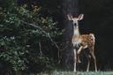 Chasse en HAUTS-DE-FRANCE: Saisons de chasse, clubs de chasseurs, réglementation locale et faune emblématique

Région du nord de la France, les Hauts-de-France offrent un