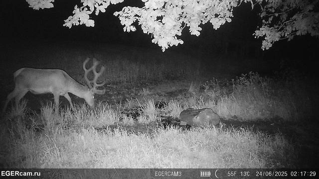 Regular photo report from our traps in the hunting grounds📸🦌