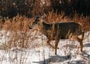 Hunting in the KOOTENAYS, BC: Exploring Demographics, Associations, and Clubs of the Region, Geographical characteristics, Laws and Hunting Seasons

The Kootenays region 