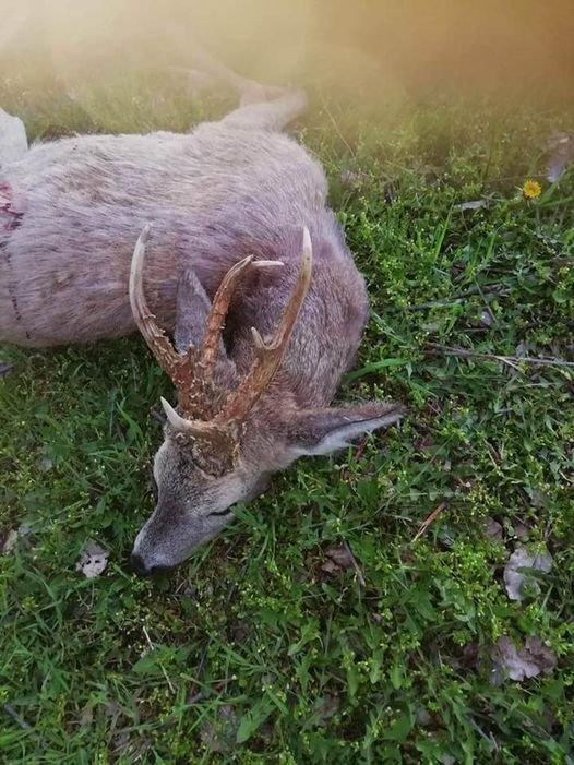 Non symmetrical roebuck ( Capreolus capreolus ) hunted in Hungary with Pannonvad.
