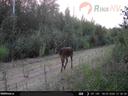 🦌📸Nedavno smo objavili snimku kamere zamke Alexandera Shkaptsova iz našeg RikaNV tima, koja prikazuje mali čopor vukova u zemlji.

Sutradan je ista kamera snimila ovako zgodnog muškarca🏆