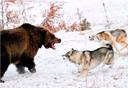 Blood-thirsty dogs attack defenceless chained bear in ‘shameless baiting station’

A disturbing video of two dogs attacking a chained bear near Moscow, Russia, has sparked fresh calls for President Vladimir Putin to crack down on 'baiting stations'

Two blood-thirsty dogs attacked a chained brown bear over the course of several heartbreaking minutes during a hunting training drill.

The shocking footage was recorded by animal rights activists in Russia at a suspected “baiting station”.

One of the dogs can be seen biting into the bear’s leg from behind. The animal desperately tries to fight back but is held back by its chain.

This is despite it being illegal in Russia to use wild-caught animals to train dogs for hunting.

The Russian parliament passed a bill in December 2017 to ban baiting but the upper house refused to ratify it.

One senator, Sergey Kalashnikov, bizarrely compared it to the extension of LGBT rights in the West.
