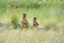 Biologists of the Samara University named after Korolev predict a gradual migration of steppe marmots from the Ulyanovsk region to the Samara region. Scientists gave such