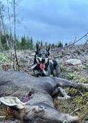 The Swedish Vallhund: A Hunter's Secret Weapon

For those of us who prize versatility, intelligence, and sheer grit in a hunting companion, the Swedish Vallhund deserves 