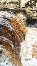 Salmon season is back at Stainforth