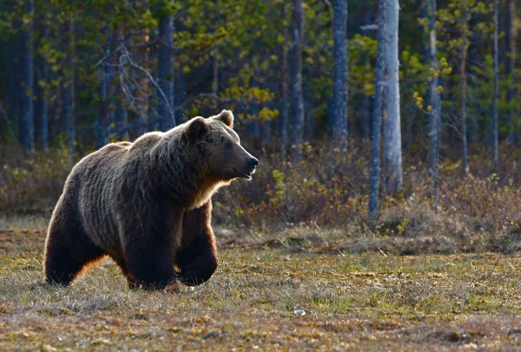 В Беларуси началась подготовка к первому сезону охоты на медведя