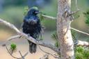 Hundreds of species of #mammals, #birds, #fish, #reptiles, and #amphibians have been documented, including several that are either endangered or threatened. The vast fore
