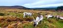 A beautiful day with the Reindeers💚🌲🦌 — at Cairngorm Mountains