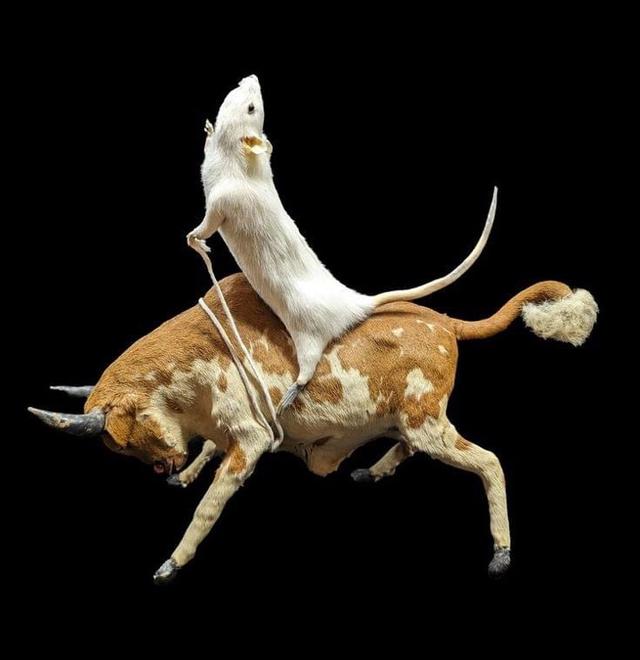 Bull Riding Rat Taxidermy