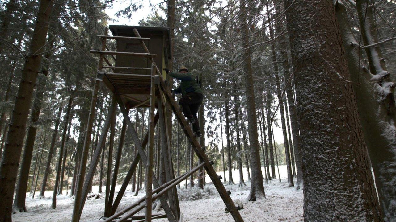 Jagd im OBERPFÄLZER WALD: Struktur der Jägerschaft, geltende Jagdzeiten, rechtliche Besonderheiten und bemerkenswerte Fakten über die Region
