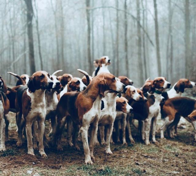 Hunting dogs - which one to choose? avatar