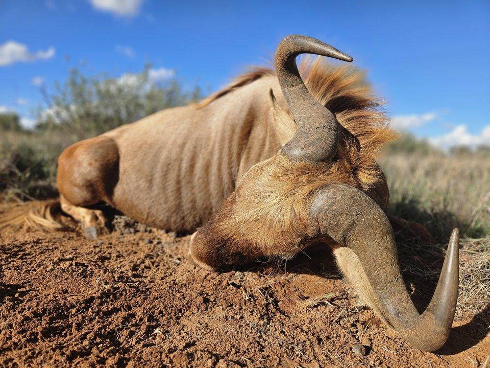 Cultural Hunting Expeditions in Busia, Uganda: Blend of Traditional Techniques & Rare Game Species