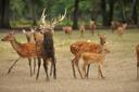 島根県におけるニホンジカ対策：狩猟を通じた生態系保護
地理的・自然的特徴
島根県は中国地方の日本海側に位置し、宍道湖や大山隠岐国立公園をはじめとする豊かな自然環境が広がっています。県内には森林や山岳地帯が多く、ニホンジカの生息に適した環境を提供しています。特に、隠岐諸島や中国山地は、ニホンジカの個体数が増加しており、生態系や農業への影響が深刻です。
狩猟者と地域の人口統計
島根県には約1,200人の狩猟免許所持者がいます（2021年時点）。これは中国地方の中では平均的な数ですが、高齢化が進む中で狩猟者の数は減少傾向にあります。一方で、ニホンジカの個体数増加に伴い、農業被害を防ぐ目的で新たに狩猟免許を取得する人も増えています。
狩猟の特徴
島根県でのニホンジカ狩猟は、個体数管理と農業被害防止が主な目的です。ニホンジカは警戒心が強く、動きが速いため、狩猟には高度な技術と経験が必要です。狩猟方法は、銃器を使った狩猟が主流ですが、罠を使った方法も一部で行われています。特に、隠岐諸島では、島という地理的特性を活かした効率的な駆除作戦が展開されています。
地域の狩猟タイプと対象動物
島根県で主に狩猟される動物は以下の通りです：
ニホンジカ：個体数が増加しており、狩猟の主要対象です。
イノシシ：農業被害が深刻で、狩猟が推奨されています。
キツネやタヌキ：毛皮を目的とした狩猟が行われます。
カモ類：鳥猟の対象です。
狩猟シーズン
島根県のニホンジカとイノシシの狩猟シーズンは、11月15日から翌年2月15日までです。鳥猟のシーズンは、11月から2月にかけて行われます。シーズン外の狩猟は法律で禁止されており、違反者は罰則を受けます。
狩猟者団体とクラブ
島根県には「島根県猟友会」をはじめとする狩猟者団体が存在します。これらの団体は、狩猟者の技術向上や安全確保を目的とした講習会やイベントを定期的に開催しています。また、地域ごとに小さな狩猟クラブもあり、情報交換や共同での狩猟が行われています。
狩猟に関する法律
島根県の狩猟は、日本の「鳥獣保護管理法」に基づいて規制されています。狩猟免許の取得には、講習会と試験の合格が必要です。また、ニホンジカやイノシシの狩猟には、特定の銃器や罠の使用が許可されていますが、その使用には細かい規定があります。特に、農業被害を防ぐための「有害鳥獣駆除」は、自治体の許可を得て行われることが多いです。
狩猟に関連する伝統
島根県では、狩猟で得た肉を使った料理が地域の食文化として親しまれています。特に、「鹿肉のしゃぶしゃぶ」や「猪鍋」は、冬の風物詩として知られています。また、狩猟で得た毛皮は、伝統工芸品の材料としても利用されています。
狩猟に関する興味深い事実
島根県のニホンジカは、近年個体数が増加しており、農業被害が深刻化しています。これに対応するため、自治体が主体となった駆除作戦が行われています。
隠岐諸島では、島という地理的特性を活かし、ニホンジカの個体数を効果的に管理するためのプロジェクトが進行中です。
島根県の狩猟者は、他の地域に比べて女性の割合が比較的高いことが特徴です。
島根県のニホンジカ対策は、その豊かな自然と伝統が融合した特別な取り組みです。狩猟者にとって、この地域は技術を磨き、自然との共生を学ぶ場でもあります。

#島根狩猟#ニホンジカ対策#農業被害防止#有害鳥獣駆除#島根県猟友会#狩猟文化
#鹿肉料理#猪鍋#狩猟免許#隠岐諸島#女性狩猟者#島根の伝統#自然との共生#狩猟体験#生態系保護#島根の自然