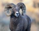 Just back from a week photographing the Bighorn Sheep rut. Fortunate to locate this fellow. I have photographed him several times over the years. Always happy to see he m