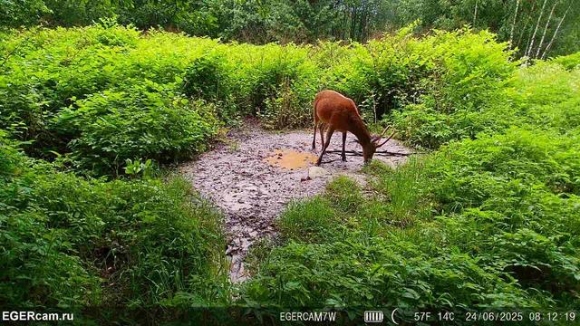 Regular photo report from our traps in the hunting grounds📸🦌