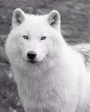 The Arctic wolf (Canis lupus arctos), also known as the white wolf or polar wolf, is a subspecies of grey wolf native to the High Arctic tundra of Canada's Queen Elizabeth Islands, from Melville Island to Ellesmere Island. Unlike some populations that move between tundra and forest regions, Arctic wolves spend their entire lives north of the northern treeline. Their distribution to south is limited to the northern fringes of the Middle Arctic tundra on the southern half of Prince of Wales and Somerset Islands. It is a medium-sized subspecies, distinguished from the northwestern wolf by its smaller size, its whiter colouration, its narrower braincase, and larger carnassials. Since 1930, there has been a progressive reduction in size in Arctic wolf skulls, which is likely the result of wolf-dog hybridization.