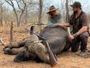 Hunting in Songwe Region, Tanzania: Clubs, Laws and Seasons. Geographical Features and Useful Information about Demographics 

Aspects and Features of Songwe Hunting, Tanzania

Songwe Region, situated in Tanzania's southern highlands, spans approximately 27,656 km². The terrain comprises semi-arid plains, woodlands, and the eastern arm of the East African Rift Valley. Lake Rukwa, located in the western part of the region, serves as a significant water body supporting diverse wildlife. The climate features a hot season from September to April and a cooler period from May to August, with annual rainfall ranging between 750 mm and 2000 mm. 

Tanzanian Demographics and Statistics of Songwe

As of the 2022 census, Songwe Region has a population of approximately 1,344,687 people. The region is predominantly rural, with communities engaged in agriculture and livestock rearing. The Nyiha are the largest ethnic group in the region. While specific data on the number of hunters is not readily available, the presence of diverse wildlife and traditional practices suggest a community familiar with hunting activities.

Hunting Aspects and Features in Tanzania

Hunting in Songwe follows Tanzania's national regulations to ensure ethical and sustainable practices. Key regulations include:
Hunting is permitted only during daylight hours. Only species listed on the hunting permit may be hunted. Minimum safari durations are mandated based on species targeted. Hunting within 1 km of national parks or 500 m of permanent water sources is prohibited, with specific exceptions. Shooting from vehicles is not allowed; hunters must be at least 200 yards away from the vehicle before firing. The hunting of females and young animals is prohibited, with strict penalties for violations. 
These regulations aim to promote fair chase hunting and conservation efforts.

Types of Hunting in Songwe Area

Songwe Region offers opportunities to hunt various game species, including:
African buffalo
Leopard
Lion
Various antelope species

The region's diverse ecosystems support a wide range of wildlife, making it a prime destination for hunters seeking both big game and plains game species.
Tanzanian Hunting Seasons and Prohibitions
The official hunting season in Tanzania runs from July 1 to December 31. The driest months, July through October, are considered optimal for hunting activities. 

Hunting Clubs and Communities of Songwe

While specific hunting clubs in Songwe Region are not widely documented, national organizations such as the Tanzania Wildlife Management Authority (TAWA) oversee hunting activities and ensure compliance with regulations. 

Hunting Legislation and Laws in Tanzania 

Tanzania enforces strict hunting regulations to promote sustainable wildlife management:
Hunting is permitted only during daylight hours. Only species listed on the hunting permit may be hunted. Minimum safari durations are mandated based on species targeted. Hunting within 1 km of national parks or 500 m of permanent water sources is prohibited, with specific exceptions. Shooting from vehicles is not allowed; hunters must be at least 200 yards away from the vehicle before firing. The hunting of females and young animals is prohibited, with strict penalties for violations. Additionally, each hunting party is accompanied by a government-appointed game scout who ensures compliance with regulations and documents each kill with GPS coordinates.

Cultural Customs, Values and Traditions in Songwe

In Songwe Region, traditional hunting practices have been part of the cultural heritage, primarily for subsistence purposes. However, with the implementation of conservation laws and hunting regulations, these practices have been significantly reduced or transformed to align with sustainable wildlife management.

Interesting Facts about Hunt in the Area

Songwe Region borders Zambia and Malawi, offering unique cross-border hunting experiences and diverse wildlife corridors.