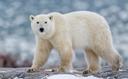 The 3 Most Expensive Hunts in North America
If you’re saving up money for a once-in-a-lifetime dream adventure, why not shoot for the moon?
If you had all the money in th