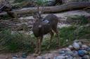 Wisconsin deer hunt's underwhelming opening weekend blamed on warm weather, lack of snow
Over 11,000 fewer deer killed in WI this year compared to 2022

A lack of snow and warm temperatures that suppressed deer movement led to a lackluster opening weekend of Wisconsin's nine-day gun season, with hunters killing thousands fewer deer than last year.

The state Department of Natural Resources released preliminary data Tuesday that showed hunters registered 92,050 deer compared with 103,623 deer last year. That's a 16% drop-off from 2022 and 10% fewer deer than the five-year average for opening weekend. Hunters also registered 51,870 bucks, down 13% from 56,638 over opening weekend in 2022.

The number of potential hunters didn't vary much from last year, however. The DNR reported that sales of all deer licenses stood at 774,369 as of midnight Sunday, with 421,525 of those licenses exclusively for gun use. Overall, sales of all deer licenses were down 0.61% from the same time last year.

WISCONSIN SOON TO OPEN GUN DEER-HUNTING SEASON THROUGH NOV. 26

The DNR's deer specialist, Jeff Pritzl, speculated during a news conference that the lack of snow across the state likely helped deer blend into the landscape, making them harder to spot and trail. And warmer temperatures on Saturday and Sunday likely discouraged deer from moving, he said. Pritzl said, too, that he'd heard anecdotes of areas with a lot of acorns on the ground, which means deer don't have to move much to find food.

He added that northern Wisconsin saw a particularly severe winter last year, which may have led to heightened deer mortality and a sparser herd in that region of the state, he said.

Forecasts call for cooler temperatures and dry weather for the rest of the nine-day season, which could spark more deer movement in the woods, DNR officials said.

Hunters killed 203,295 deer during last year's nine-day gun season. Pritzl said about half of the season total comes during opening weekend; that would put the state on pace for a 184,100 deer harvest this season.

WISCONSIN DECLINES TO CHARGE BOW HUNTER WHO KILLED COUGAR IN SELF-DEFENSE

Separately, DNR officials reported two firearm-related injuries over the weekend.

On Saturday morning a 53-year-old man in Forest County shot himself as he was adjusting his rifle sling on the way to his tree stand.

On Sunday morning a 62-year-old man in Adams County was hunting from a vehicle on private property when he shot at a dog that he thought was an antlerless deer. He missed the dog but hit the 47-year-old woman who was walking the dog in the stomach.

The woman was taken to a hospital, Lt. Mike Weber, a DNR warden who serves as administrator of the department's hunter education efforts, said during the news conference. Asked if the hunter would be charged, Weber said the man was disabled and as such was allowed to legally hunt from a vehicle, but the incident remains under investigation.