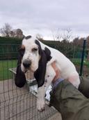 A vendre 2 chiots mâles Dossier: LOF-2022041499-2022-1 TÉNOR :
Lof: 16474 
Puce:250269610473145. TINO : 
Lof: 16473 
Puce:250269610473099. Race: Petit Gascon Saintongeois. 
Date de naissance : 20 octobre 2022. 
N° de tatouage où d'insert de la mère : 250269811755523 
Les chiots sont primo vaccinés, inscrits au LOF, certificat du vétérinaire.
Origines :
Mère: Pêche.
 Propriétaire: LACROIX / LAGRANGE.
Père: Ouragan des Abords de la Doubles. Propriétaire : Mr Dussurgey Cédric.