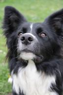 Lovely dog