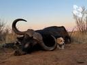African Buffalo Hunting

🐃The huge horns of buffalos have always been an attractive trophy for hunters. In addition, these animals are mostly very dangerous due to their size and tough nature.

Bull hunting is usually done by stalking and requires an accurate shot. ❗️These animals are strong on wounds and are capable of attacking with lightning speed when wounded.

Stalker offers buffalo hunting throughout Africa.

More details on our website: stalker-group.ru

🫡We will prepare a buffalo hunting tour for you and take care of all the nuances of the trip.

📍The most favorite "buffalo" destinations:
🇿🇼 Zimbabwe, 🇲🇿 Mozambique, 🇺🇬 Uganda, 🇿🇲 Zambia, 🇿🇦 South Africa.

Details here ⤵️

💬 write to Telegram (https://t.me/safari_stalker)
📞 +7 903 755-79-05