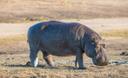 'n gewone seekoei, of seekoei (Lat. Hippopotamus amphibius), is'n artiodaktiele soogdier uit die Hippopotamusfamilie, die enigste moderne spesie van die genus Hippopotamus. 'n kenmerkende kenmerk van die seekoei is sy semi—waterlewe - hy spandeer die meeste van sy tyd in die water en kom net'n paar uur in die nag aan wal om te voed. Die seekoei woon net naby varswaterreservoirs, hoewel hy hom soms in die see kan bevind.