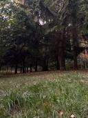 forest 🌳 