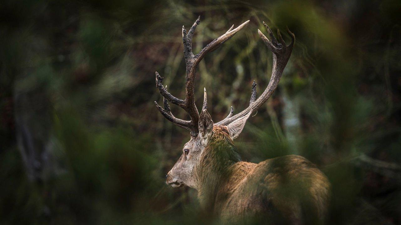 Jagd im Thun (Kanton Bern), Schweiz: Naturgegebenheiten, Einwohner, Jagdmethoden, Wildbestände, Jagdzeiten, Organisationen, Regeln und Bräuche