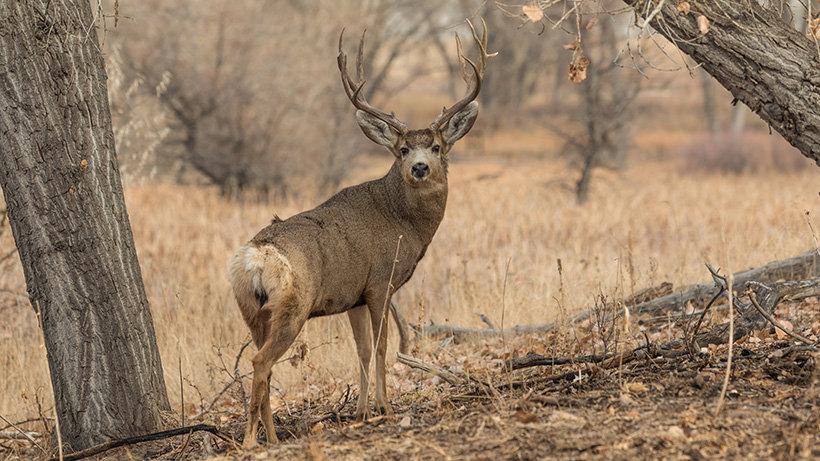 Drought impacts mule deer antler growth in Texas