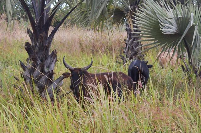 Kitgum Uganda Hunting Adventures:  Geographical Features in Kitgum, Dry Season <strong>Eland</strong> Tracking and Cultural Warrior Hunting Initiation Rites