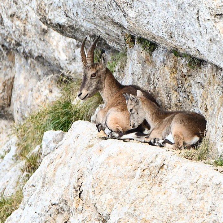 bouquetin faunesauvage faunemontagne faunephotography faune faunesauvagedefrance vercorsphotos vercorstourisme vercors alpes rhonealpestourisme rhonealpes rhonealpesauvergne wildife wildlifephotography