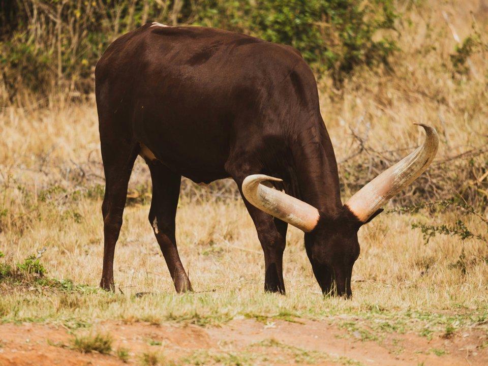 Hunting Access Dates in Buikwe: Key Hunting Periods for All Species, Restricted Areas, Rules and Exceptions, Getting Your License, Gear, Locations, and Optimal Timing